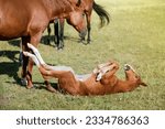 Small photo of Portrait of a thoroughbred colt . Newborn horse. The beautiful foal is lying on his back in the grass. Sunny summer day. Outdoor. A thoroughbred sports horse. Horses grazing in pasture. Summer