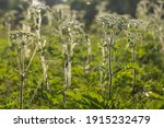 Hogweed Is A Poisonous And...