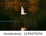 Great Egret Flying Over Water...