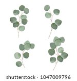 silver dollar eucaliptus leaves ... | Shutterstock .eps vector #1047009796