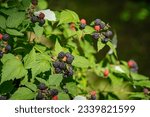 Small photo of Black raspberry, Rubus occidentalis of berries ripening in a garden closeup