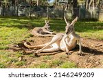 Australian Kangaroo Laying On...
