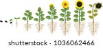 Sunflower Life Cycle. Growth...