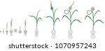 garlic life cycle. consecutive... | Shutterstock .eps vector #1070957243