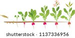 radish life cycle. consecutive... | Shutterstock .eps vector #1137336956