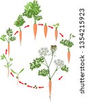 Two Year Life Cycle Of Carrot...