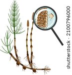 equisetum arvense  horsetail ... | Shutterstock .eps vector #2100796000