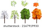 maple tree at four seasons ... | Shutterstock .eps vector #2167919933