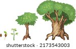 life cycle of tree  from seed... | Shutterstock .eps vector #2173543003