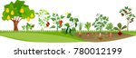 kitchen garden or vegetable... | Shutterstock .eps vector #780012199