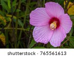 Swamp Rose Mallow In A Marsh.