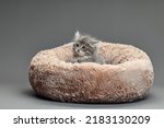 Happy Kitten Sit On Gray Fluffy ...