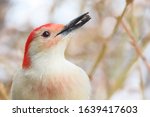 Red Bellied Woodpecker Belly...