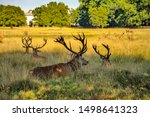 Red deer stags in Bushy park, London UK