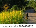 Small photo of Crotalaria juncea or Sun hemp field beside the road with curved road sign in the middle of field and motorbike for road trip in the sunny day at Shortcut route to Chiang Khan district Loei, Thailand