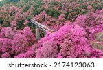 Small photo of Aerial view of a big concrete bridge in the middle of the pink forest with the train runs passing at speed on top. Rapid train runs on the highest railway bridge over the tree in Northern Thailand