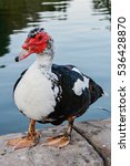 Muscovy Duck Stands On A...