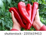 red paprika in hands, red pepper