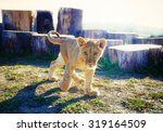 Little Lion Cub In Nature And...