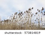 Phragmites And Cattails In The...