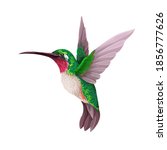 Hummingbirds isolated. Trendy vector print.