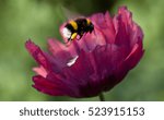 Poppy Flower And A Bumblebee