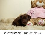Small photo of brown disreputable puppy lies on a light skin next to a toy bear