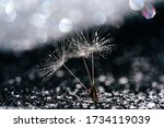 Dandelion Seed Abstract Glitter Bokeh Background. Blowball Stem on Blurry Sparkling Black Foil. White Lightweight Summer Flower Bloom, Glare Reflection. Creative Extreme Macro Shot