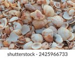 Small photo of Close-up photo of a lot of shells at the beach in Saint Barthelemy (St. Barts, St. Barth) Caribbean