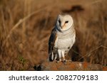 A South African Barn Owl Poses...