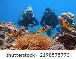 Small photo of Scuba divers couple near beautiful coral reef watching sea anemone and family of two-banded anemone fish (also known as clown or nemo fish).