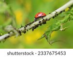 Small photo of Lady bug as a plant louse predator, biological protection.