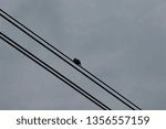 Small photo of Birds in wire city