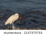 Heron With Fish Meat In The...