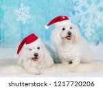 Christmas Dogs. Two Coton De...