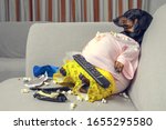 Small photo of fat dog couch potato eating a popcorn, chocolate, fast food and watching television. Parody of a lazy person