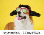 Small photo of Funny smiling welsh corgi pembroke dog in warm winter hat with earflaps and sunglasses personifying russian style on yellow background, copy space for advertising