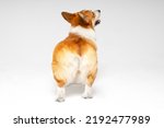 Funny clumsy Welsh corgi Pembroke or cardigan puppy stands and looks up on white background, view from the back. Furry cute buttocks of a pet looks like soft toy
