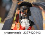 Small photo of Portrait of funny dog in pirate costume three-cornered hat at children party, animated quest, birthday.Puppy in fancy dress tongue teasing, licking yummy halloween treat. Cheerful family holiday