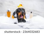 Small photo of Portrait funny dog dachshund puppy in bath foam with rubber duck on his head opened his mouth wide, screams, hysterical soap stings his eyes Advertisement for baby care shampoos Kid whims when bathing