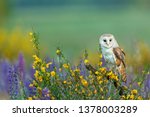 Beautiful Barn Owl Perched On A ...