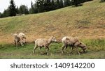 Small photo of rocky mountain sheep seen in Canada near Banff and Loke Louise