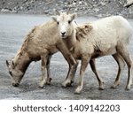 Small photo of rocky mountain sheep seen in Canada near Banff and Loke Louise