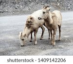 Small photo of rocky mountain sheep seen in Canada near Banff and Loke Louise