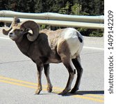 Small photo of rocky mountain sheep seen in Canada near Banff and Loke Louise