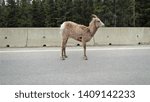 Small photo of rocky mountain sheep seen in Canada near Banff and Loke Louise