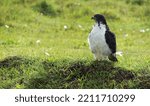 Small photo of Augur buzzard perched on a green background