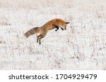 Red Fox Pouncing For Rodents In ...