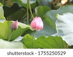 Small photo of Lotus flower at Hanoi Phuong Liet Lake