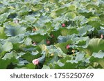 Small photo of Lotus flowers at Hanoi Phuong Liet Lake